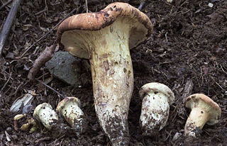 <i>Gloeocantharellus purpurascens</i> Species of fungus