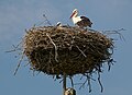 * Nomination White stork nest, Boria, Świętokrzyskie Voivodeship --Jakubhal 18:21, 2 July 2023 (UTC) * Promotion Nice image and good quality -- Spurzem 20:58, 2 July 2023 (UTC)