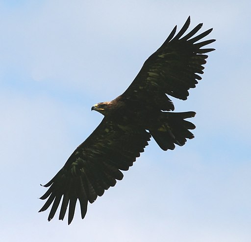 Golden Eagle (Aquila chrysaetos) (3)