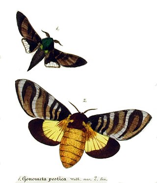 <i>Gonometa postica</i> Species of moth