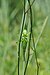 46 Commons:Picture of the Year/2011/R1/Grünes Heupferd ♀ Tettigonia viridissima .JPG