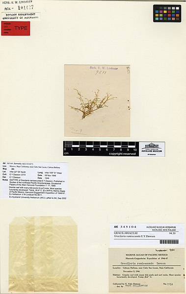 File:Gracilaria ramisecunda E.Y.Dawson (AM AK345104).jpg