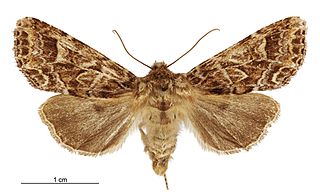 <i>Ichneutica brunneosa</i> Species of moth