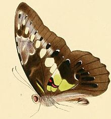 Graphium wallacei1.JPG