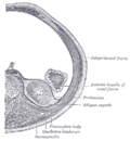 Thumbnail for Retroperitoneal bleeding