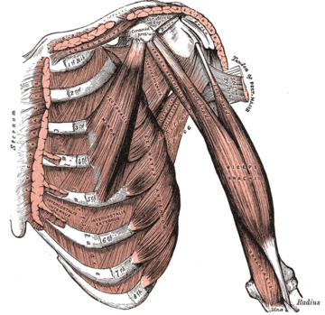 Otot subclavius