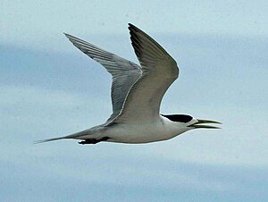 Làrids: Família d'ocells marins de l'ordre dels caradriformes