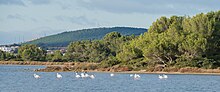 Greater Flamingos, Vic-la-Gardiole 01.jpg