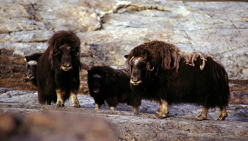 File:Greenland-musk-ox hg.jpg