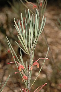 <i>Grevillea haplantha</i> Species of shrub in the family Proteaceae endemic to Western Australia