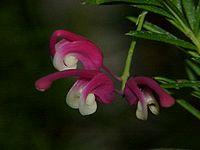 Grevillea rosmarinifolia