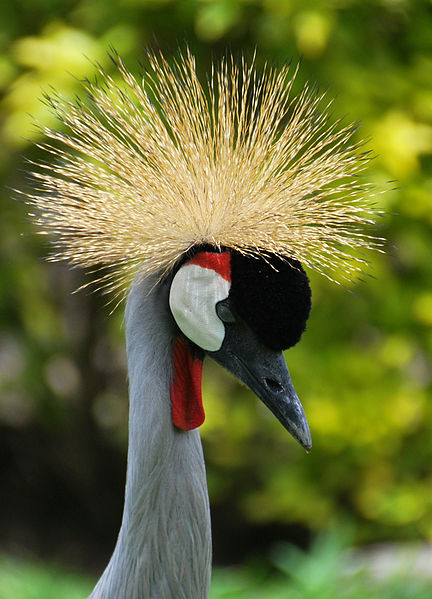 File:Grey crowned crane.jpg