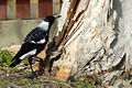 collecting nesting material