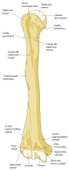 Přední pravý humerus.svg