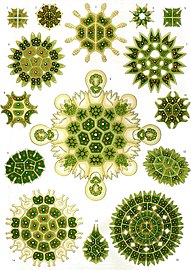 Haeckel Melethallia