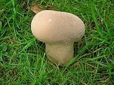 Handkea excipuliformis (Scop.) Kreisel، 1989 (Pestle Puffball) (2) .jpg