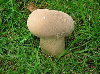 <i>Handkea excipuliformis</i> species of fungus