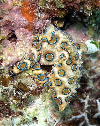 Jedovatá chobotnice kroužkovaná (Hapalochlaena lunulata) u ostrova Sulawesi