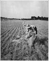Harmony Community, Putnam County, Georgia.... The grain in this small field was cradled by hand. Her . . . - NARA - 521326.jpg