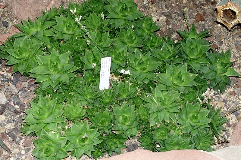 File:Haworthia cymbiformis - Botanischer Garten - Heidelberg, Germany - DSC01355.jpg