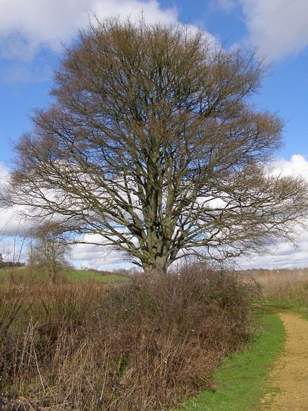 File:Hedgerow oaks, Testwood Lakes nature reserve - geograph.org.uk - 344295.jpg