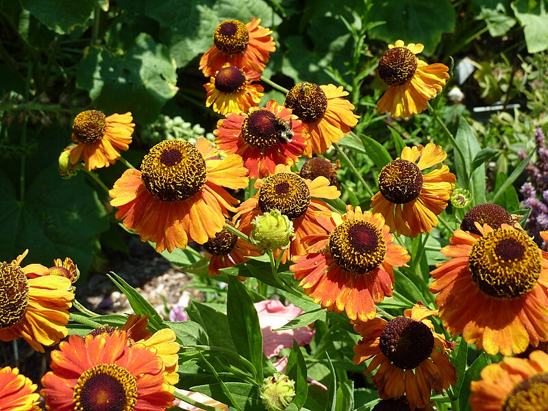 File:Helenium 'Sahin's Early Flowerer'.jpg