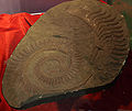 Lower jaw of the shark-like Helicoprion bessonovi on display at the Paleozoological Museum of China.