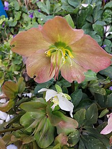 Flowers in two different stages, and fruits Helleborus (three stages).jpg