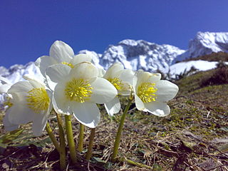 <i>Helleborus niger</i> Species of flowering plant