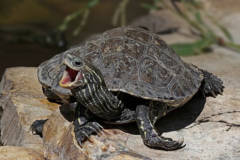 Hellenic pond turtle (Emys orbicularis hellenica) Butrint Archaeological Park, Albania