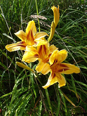 Hemerocallis Mikado1a.UME.jpg