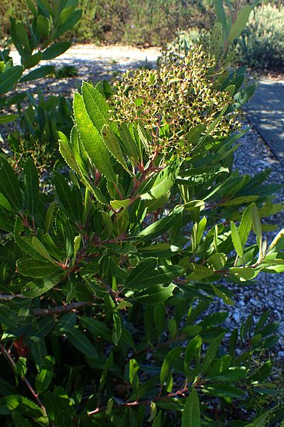 File:Heteromeles arbutifolia kz2.jpg