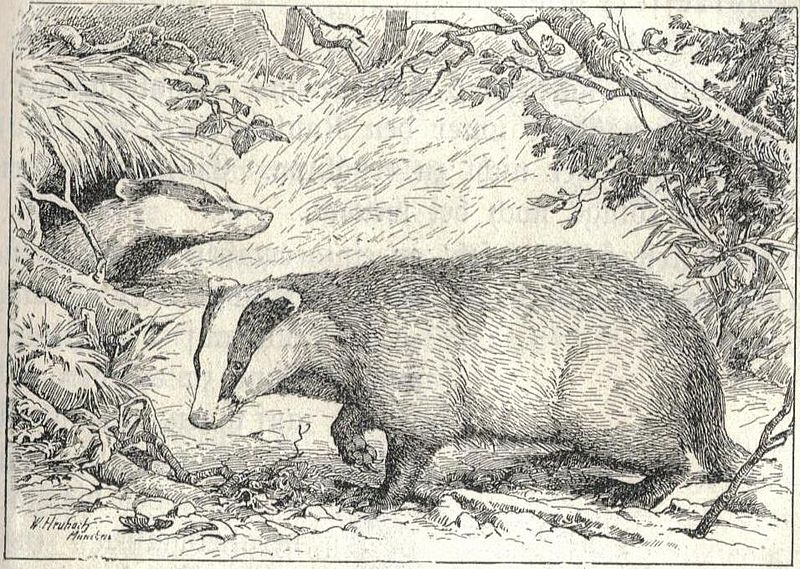 File:Heubach badger.jpg