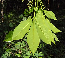 Parakautsupuu (Hevea brasiliensis)