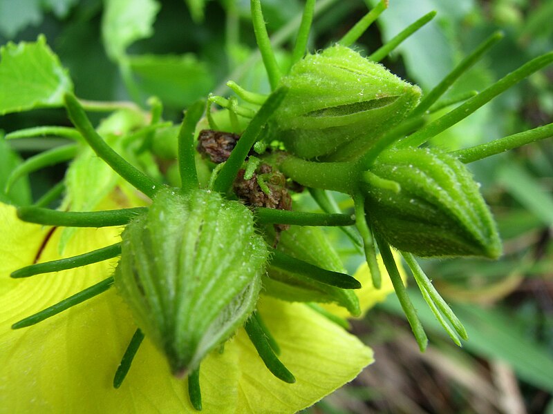 File:Hibiscus brackenridgei subsp. brackenridgei (5187464403).jpg