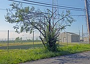 A tall bush with spreading branches on the side of a road in front of the viewer. Behind it is a chainlink fence and a large shadow on the ground; an antenna tower is in the background. Above it are utility wires; part of a wooden pole supporting them is on the right.