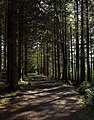 Image 624Hiking trail next to the Frøylandsvatnet, Sandnes, Norway