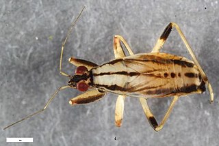 <i>Himacerus boops</i> Species of true bug
