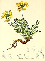 Miniatura para Hippocrepis comosa