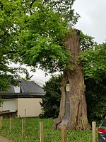 Hollow oak