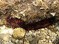 Holothuria tubulosa Corse06 1346.JPG