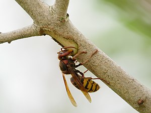 Hornisse: Merkmale, Färbungsvarianten, Verwechslungsmöglichkeiten