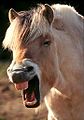 Horse-sneeze1.jpg