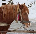 * Nomination Horse close-up (1) -- George Chernilevsky 21:14, 2 March 2017 (UTC) * Promotion Good quality. --Poco a poco 21:31, 2 March 2017 (UTC)