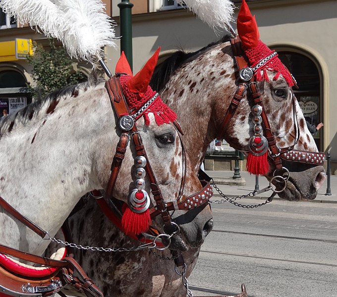 File:Horses Bedecked for Carriage Ride - Rynek (Market Square) - Krakow - Poland - 02 (9195701512).jpg