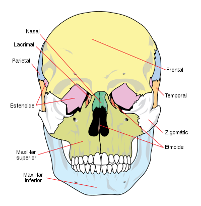 File:Human skull front simplified (bones) CAT.svg