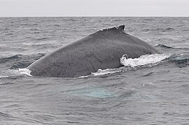Photographie d'une baleine à bosse, dont on voit principalement le dos et l'aileron.