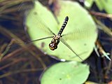 Hydrobasileus brevistylus female face on.jpg