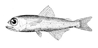 <i>Hygophum</i> Genus of fishes