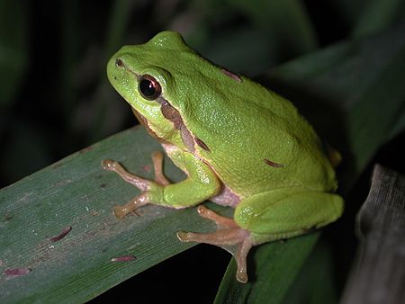 Hyla arborea01.jpg